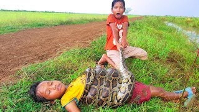 Terrifying!! Brave Sisters Catch Big Snake On The Road While Going Guarding Cows