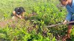 Wow! 2 Boys Use Electric Fan Guard Snake Trap Catch A lot of Water Snakes In Cambodia