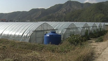 공짜 비닐하우스...눈먼 돈 '국고 보조금' / YTN