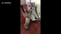 Cat's hilarious reaction after being neutered
