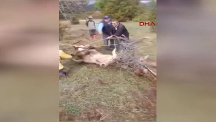 Bolu Tel Örgüye Takılan 2 Geyikten 1'i Telef Oldu, Diğeri Yaralandı