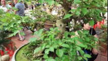 Beautiful Bonsai Trees In Garden