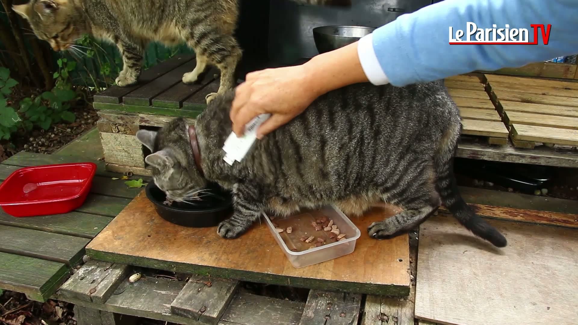 Un Livre Pour Sauver Les Chats Errants Video Dailymotion