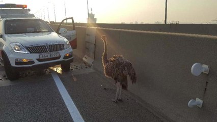 서해대교서 타조 출몰...도로 한때 정체 / YTN