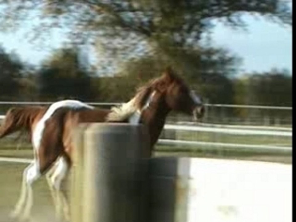 Randy Deltas Olena étalon Paint Horse