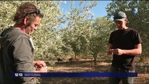 Huile d'olive : une récolte précoce et faible à cause de la sécheresse