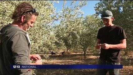 Huile d'olive : une récolte précoce et faible à cause de la sécheresse