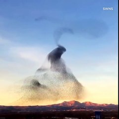 Tải video: Ces nuées d'oiseaux forment un dessin magnifique dans la ciel...