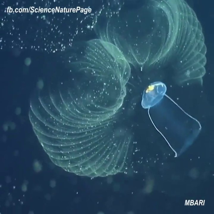 Prenez en plein la vue avec ces magnifiques organismes marins