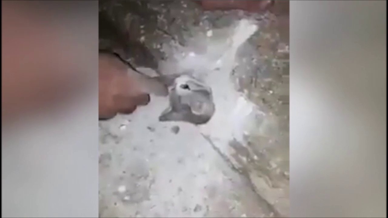 Regardez ce qu'a trouvé cet homme en refaisant le mur du garage... Pauvre chaton coincé
