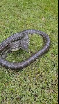 Un homme manque de se faire mordre par un serpent