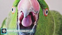 15 Animals That SAVED Peoples Lives!