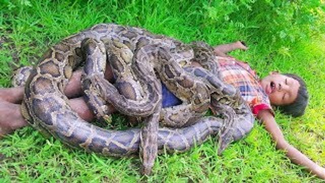 Terrifying!! Brave Brothers Catch Three Giant Snakes in Their Farm