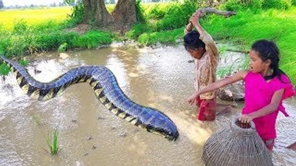 Amazing Two Little Girls Catch Three Snakes in Water And Play With Them Happily