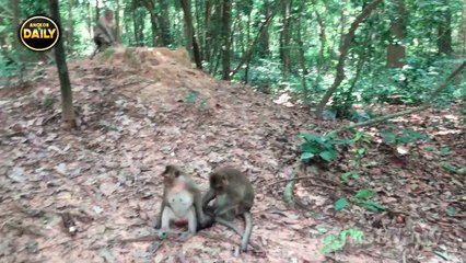 Big Monkey Sitting on Hate Baby Monkey And Cry.[Angkor Daily 292]