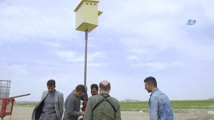 Konya Havzasında Tarım Zararlılarına Karşı Baykuş Desteği