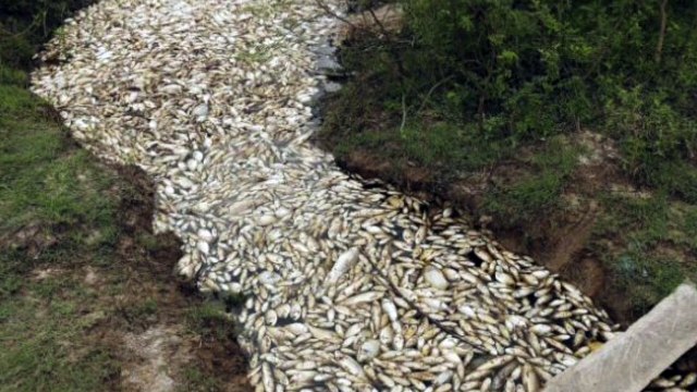 Des milliers de poissons sont retrouvés morts dans une rivière...