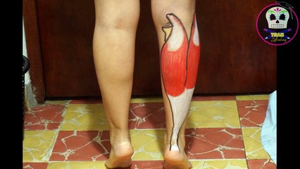Gastrocnemios o Gemelos/ Anatomía