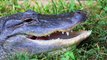 Researchers Find Alligators Are Eating Sharks