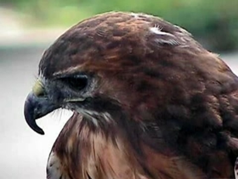 L'aigle noir