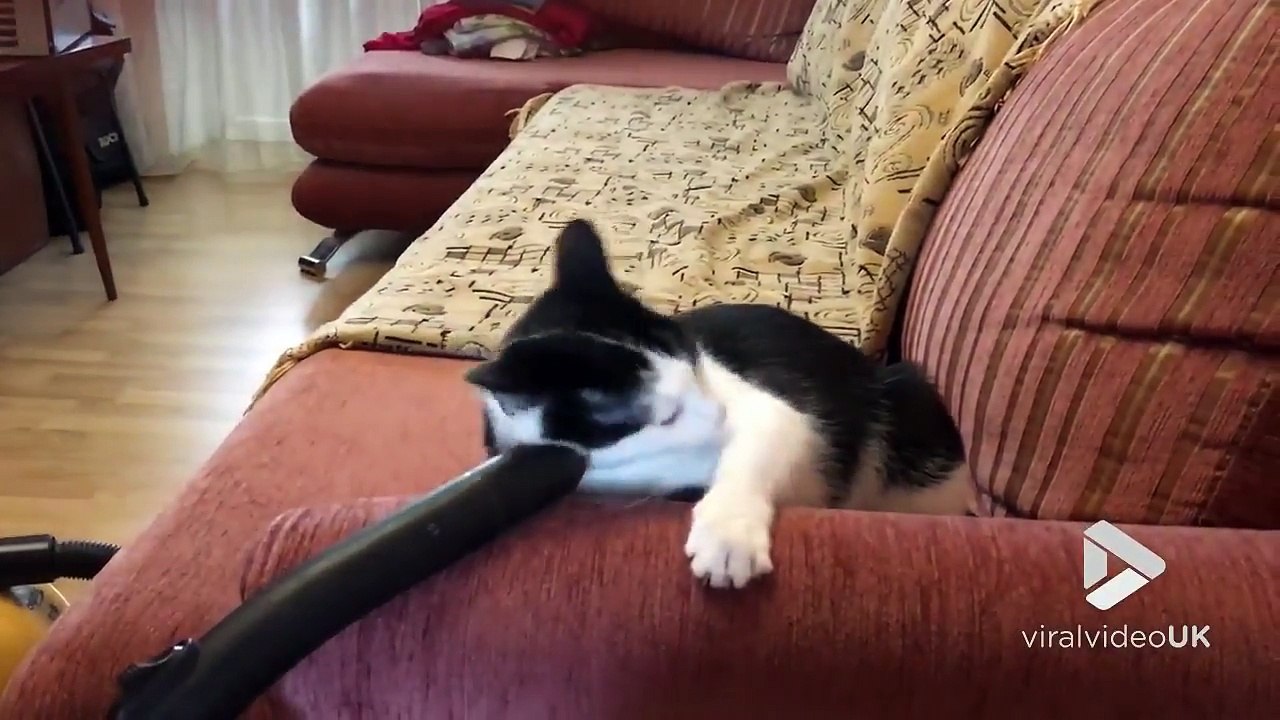 Ce chat adore jouer avec l'aspirateur !! Petit coquin..