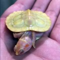 Cette petite tortue est albinos ! TELLEMENT RARE !!