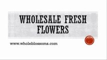 Wholesale Fresh Flowers - www.wholeblossoms.com