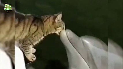 The most stupid cats cheer up