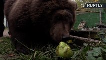 Медвежонок, спасенный на Урале, нашел приют в Санкт-Петербурге
