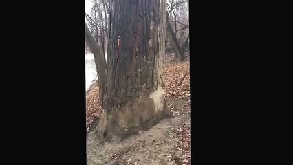 KAKVO JE OVO DRVO: Prišli su da vide zašto je crveno, a onda su pobegli glavom bez obzira
