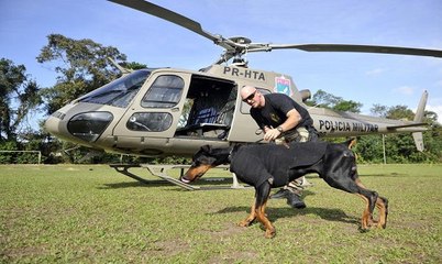 Cenas Com Cães Treinados Para Defesa e Ataque