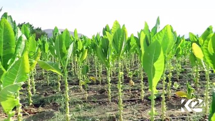 ساڵانه‌ له‌ شاری مه‌ریوان زیاتر له‌ دوو هه‌زار تۆن تووتن به‌رهه‌مدێت