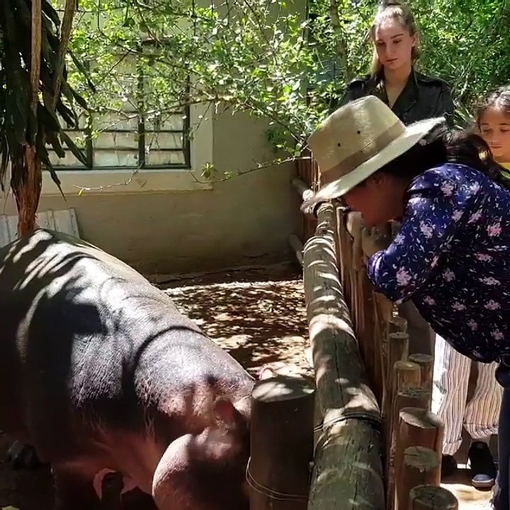 Salma Hayek besa a un hipopótamo; a su hija le desagradó la idea