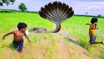 Wow! Poor Asian Kids Catch Very Big Snake While Catching Frogs In Their Rice Fields
