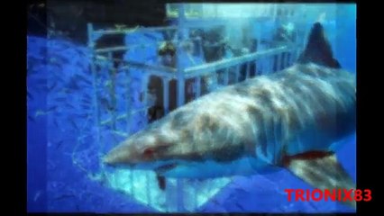 下载视频: MEGALODONES Y TIBURONES: Tiburones Gigantes - Tiburones gigantes reales