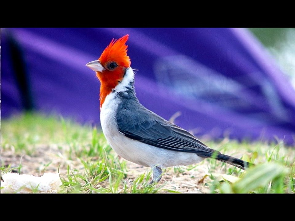 Música Campesina - Lucerito (Argimiro Pernia) - Song Parrandero - Jesús Méndez Producciones