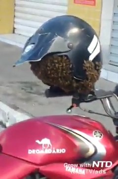 Ces abeilles ont trouvé l'endroit idéal pour faire leur nid... Dans le casque du motard