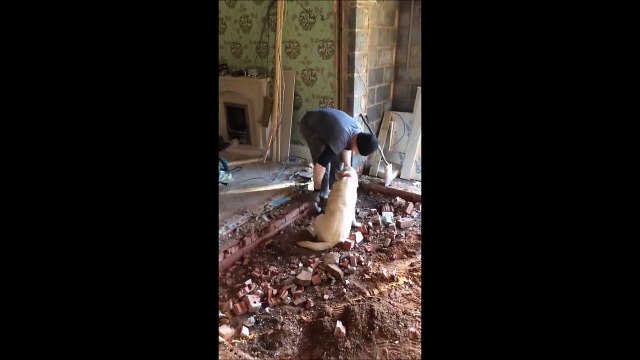 Si cet ouvrier a du retard sur le chantier c'est à cause du chien...