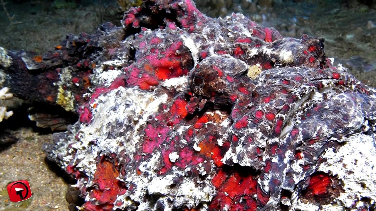 12 Coolest Camouflage Animals and Insects