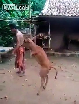 Une vache sans pattes avant marche sur ses pattes arrières