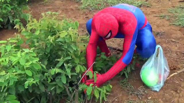 Người Nhện Và Ác Quỷ Săn Trứng Khủng Long Khổng Lồ - Bóc Trứng Khủng Long - Dinosaur surprise eggs