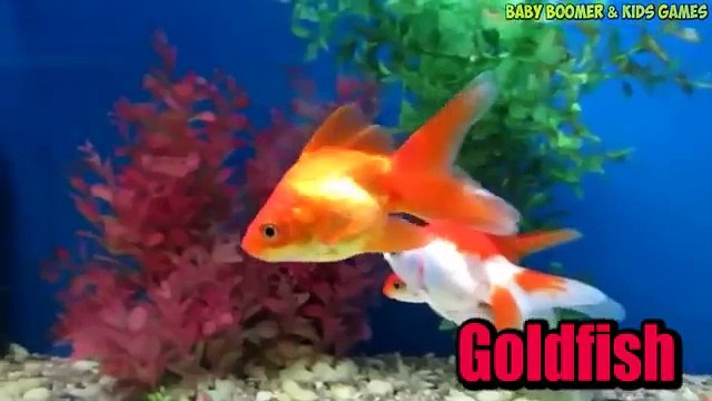 Baby Play ANIMAL MATCH UP | Baby Learn About Sea Animals Combined Real Animals | Babies fun game