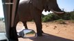 Elephant urinates in front of shocked tourists