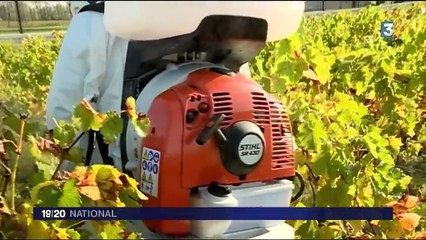 Gironde : des microalgues pour protéger les vignes