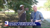 Memphis Man Says Pecan Thieves are Stealing his Family`s Land Legacy