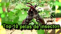 TOP 10 PELEAS DE INSECTOS, ARAÑAS Y ANIMALES