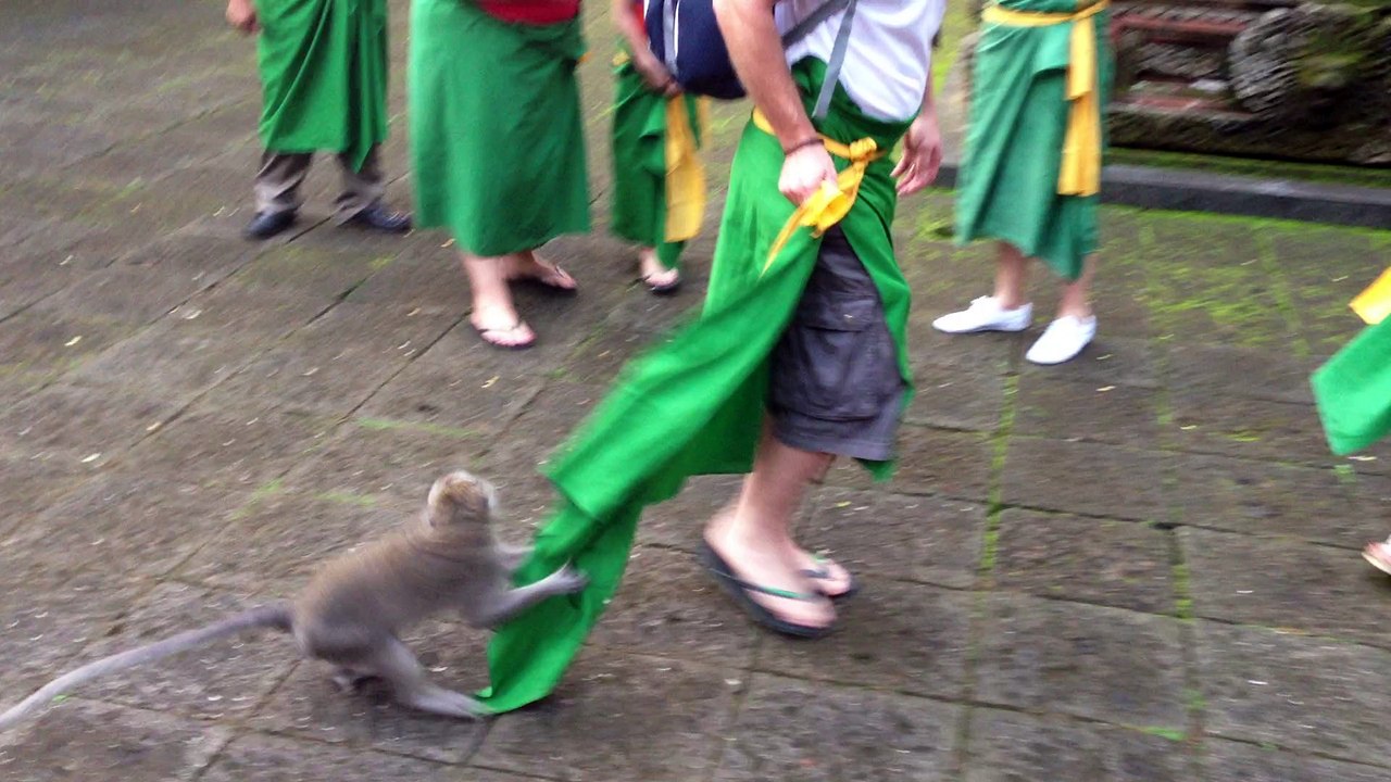 Protective Monkey Mom Bites Man