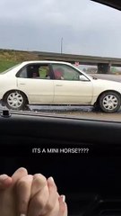 Horse Riding in Back Seat