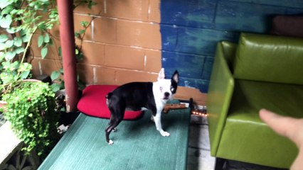 Elderly Dog Gets a Great Birthday