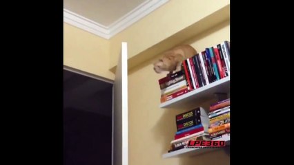 Cat fail compilation _ Best funny and stupid cat fails!-AAEKNjpDhnk